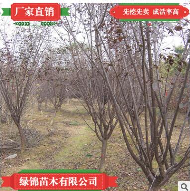 榆葉梅3公分 規(guī)格齊全量大優(yōu)惠榆葉梅叢生獨桿廠家直銷