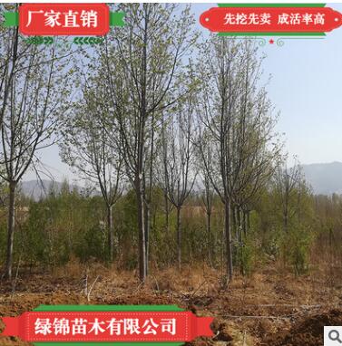 現(xiàn)挖現(xiàn)賣優(yōu)質法桐樹落葉大喬木 批發(fā)法桐樹 適應性強較耐寒