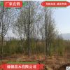 現(xiàn)挖現(xiàn)賣優(yōu)質(zhì)法桐樹落葉大喬木 批發(fā)法桐樹 適應(yīng)性強較耐寒