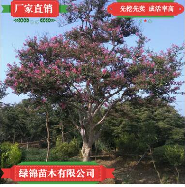 百日紅樹苗 品種優(yōu)質工程綠化用百日紅樹苗