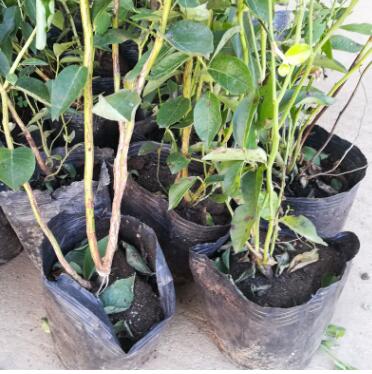 藍豐藍莓苗 歡迎實地考察 兔眼藍莓苗盆栽