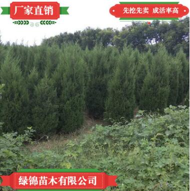 優(yōu)質蜀檜 看圃起貨量大價優(yōu) 蜀檜苗高成活蜀檜