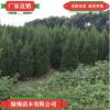優(yōu)質(zhì)蜀檜 看圃起貨量大價優(yōu) 蜀檜苗高成活蜀檜