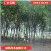 優(yōu)質(zhì)工程綠化國槐 地栽國槐樹規(guī)格全桿直護(hù)批綠化黃金槐樹