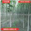 基地批發(fā)速生白蠟2.3.4.5cm白蠟樹綠化工程用白蠟樹易成活