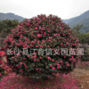 基地樹苗直銷 大茶花球 花多球形飽滿茶花球 綠化苗木茶花批發