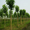 苗木 白蠟樹木 白蠟小苗 基地直銷 園林綠化