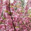 銷售庭院觀花植物 榆葉梅小苗 道路供應(yīng)綠化工程苗木批發(fā)