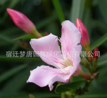 供應(yīng)夾竹桃 夾竹桃樹(shù)苗 行道風(fēng)景庭蔭防護(hù)濕地綠化苗木批發(fā)