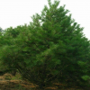 供應富景林木油松