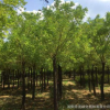直銷供應(yīng)金枝槐 黃金槐 黃槐 槐樹 金枝國(guó)槐 景觀樹 綠化工程苗木