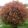 紅葉石楠球 綠籬 灌木 球類 花壇 庭院道路 基地直銷 量大價(jià)優(yōu)