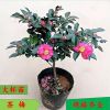 茶梅花苗 耐寒植物花卉 冬季花卉 庭院陽(yáng)臺(tái)盆栽觀花 規(guī)格齊全價(jià)優(yōu)