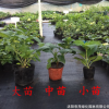 批發(fā)繡球花苗八仙花變色盆栽花卉庭院綠化地栽無(wú)盡夏繡球當(dāng)年開(kāi)花