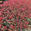 紅葉石楠 紅羅賓 綠籬 灌木 球類 花壇 綠化工程 基地直銷 量大