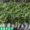 批發(fā)金森女貞 金葉女貞 綠化地被 工程綠化樹(shù) 行道色塊量大價(jià)優(yōu)