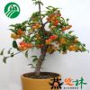 冬紅果又名長壽果盆栽 樹苗品種 果樹盆景又稱小蘋果