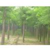 天潤陽光 國槐 3公分