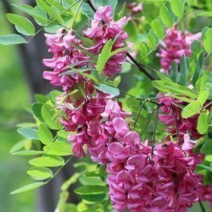 刺槐苗 白花槐小苗 紅花槐 洋槐樹苗