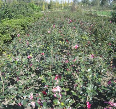 基地批發(fā)茶花樹苗 山茶花盆栽 當年開花 庭院綠化苗木庭院