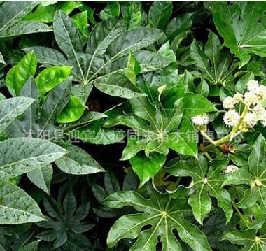 基地直銷園林綠化工程用苗 八角金盤 觀葉植物 室內(nèi)盆栽 灌木