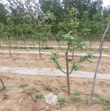 苗木基地直供果樹苗 矮化蘋果苗 紅富士蘋果苗