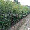 適合南北方種植紅油香椿2公分香椿樹(shù)價(jià)格 基地出售2公分紅油香椿