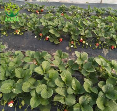 基地直銷紅顏草莓秧 品種齊全 法蘭地草莓秧