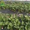 基地直銷紅顏草莓秧 品種齊全 法蘭地草莓秧