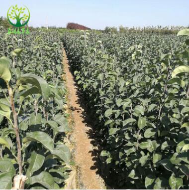 山東蘋果苗基地供應各種紅富士蘋果苗