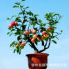 熱銷微型盆栽 家居盆栽植物盆栽蘋果 陽臺果樹 室內外