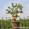 室內植物果樹盆栽 生態園果樹盆景石榴