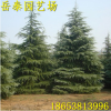 四季常青雪松樹苗 園林綠化雪松苗 長期供應(yīng)優(yōu)質(zhì)綠化雪松苗