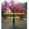 廣西紅楓樹基地 小紅楓直銷批發 紅楓價格優惠 園林綠化風景樹