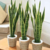 金邊虎皮蘭盆栽 室內(nèi)客廳綠植大 虎尾蘭 花卉凈化空氣吸甲醛植物
