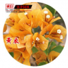 室內(nèi)庭院植物 藤本攀巖三角梅 庭院盆栽黃色三角梅 三角梅花苗