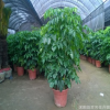 批發室內大幸福樹平安樹大型植物客廳辦公室綠寶觀葉盆景幸福樹