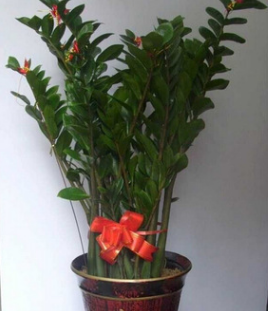 批發(fā)辦公室內(nèi)客廳吸甲醛觀葉植物 大金錢樹 龍鳳木 中大型60公分