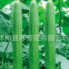 蔬菜種子 肉絲瓜種子 爬藤蔬果 家庭陽臺、庭院種植1袋10粒