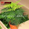 廠家直銷優(yōu)質(zhì)觀花植物盆栽 【九里香】盆栽 九里香 凈化空氣