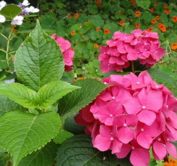 批發(fā)綠化工程苗 八仙花 當(dāng)年開花庭院觀花植物 規(guī)格齊全量大優(yōu)惠