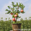 室內植物果樹盆栽 生態園果樹盆景石榴