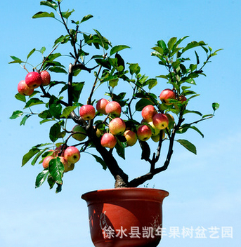 熱銷微型盆栽 家居盆栽植物盆栽蘋果 陽臺果樹 室內外