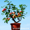 熱銷微型盆栽 家居盆栽植物盆栽蘋果 陽臺果樹 室內外