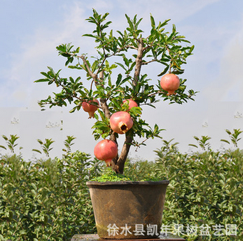 河北盆栽果樹價格 北方盆栽果樹石榴 室內盆栽綠植 石榴樹樁盆景