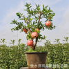河北盆栽果樹價格 北方盆栽果樹石榴 室內盆栽綠植 石榴樹樁盆景
