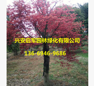 廣西紅楓樹基地 小紅楓直銷批發 紅楓價格優惠 園林綠化風景樹