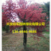 廣西紅楓樹基地 小紅楓直銷批發 紅楓價格優惠 園林綠化風景樹