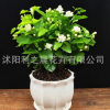盆栽重瓣雙色茉莉芳香凈化空氣綠植室內(nèi)陽(yáng)臺(tái)花卉白茉莉花苗