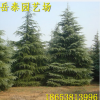 四季常青雪松樹苗 園林綠化雪松苗 長期供應(yīng)優(yōu)質(zhì)綠化雪松苗